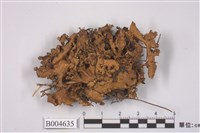 藏品(島衣屬)的圖片